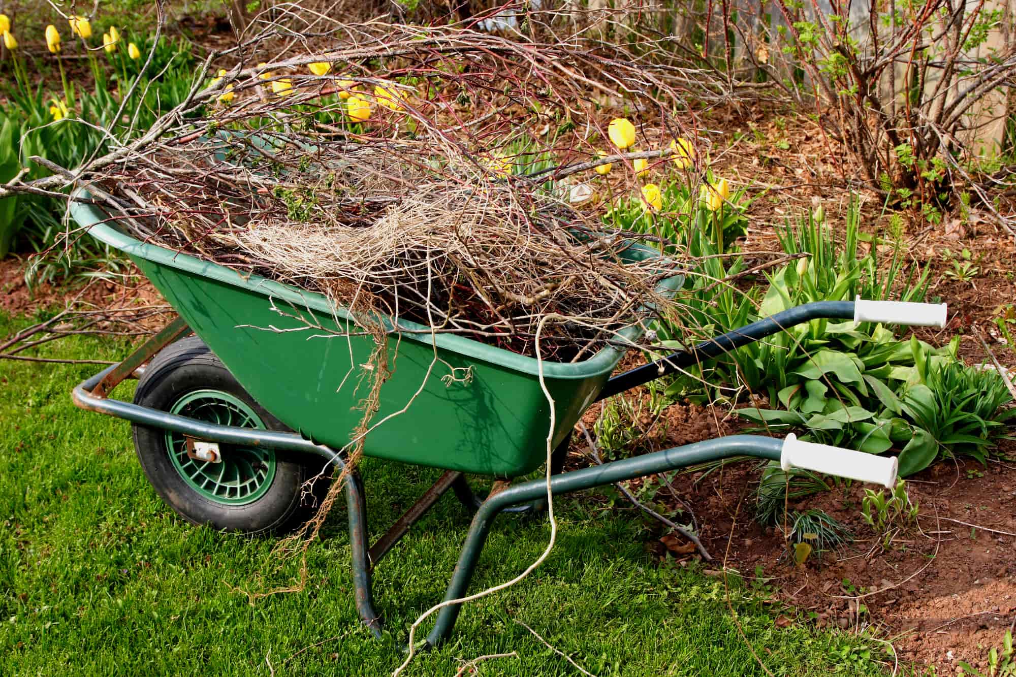 Wheelbarrow full of branches and yard waste during a cleanup
